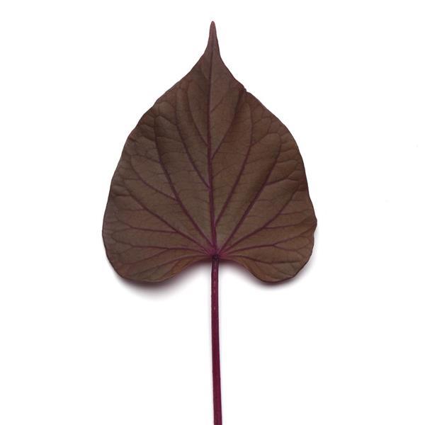 Spotlight™ Red Heart Bloom
