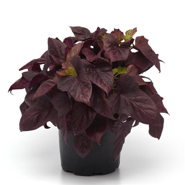 Spotlight™ Red Heart Container