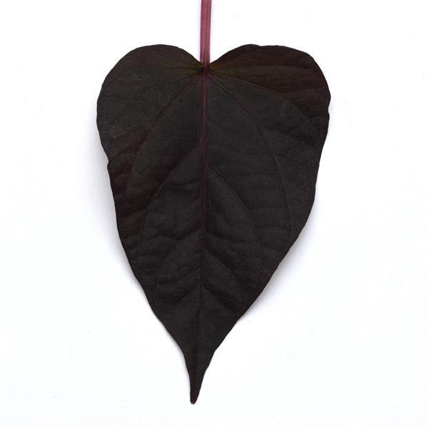 Spotlight™ Black Heart Bloom