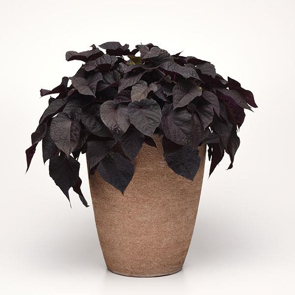 Spotlight™ Black Heart Container