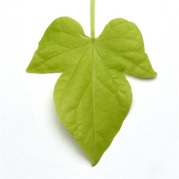 Spotlight™ Lime Heart Bloom