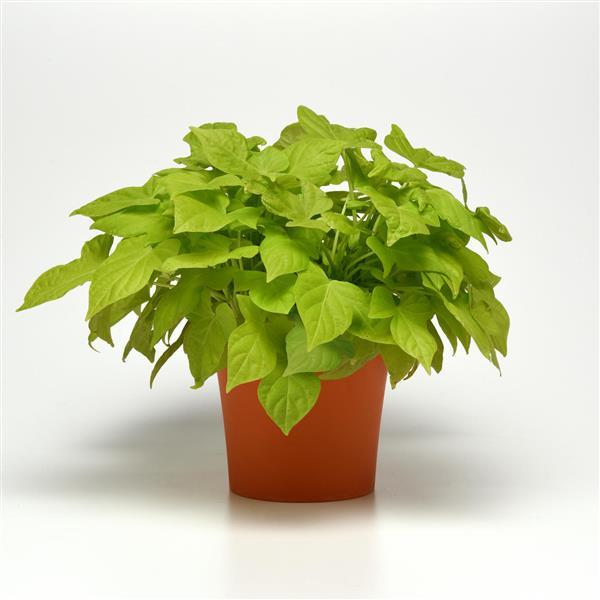Spotlight™ Lime Heart Container