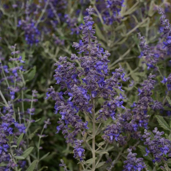 Perovskia Blue Steel Bloom