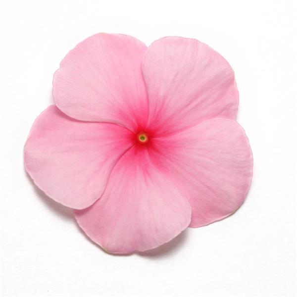 Pacifica XP Blush Bloom