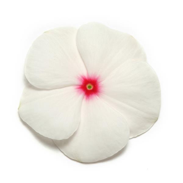 Pacifica XP Polka Dot Bloom