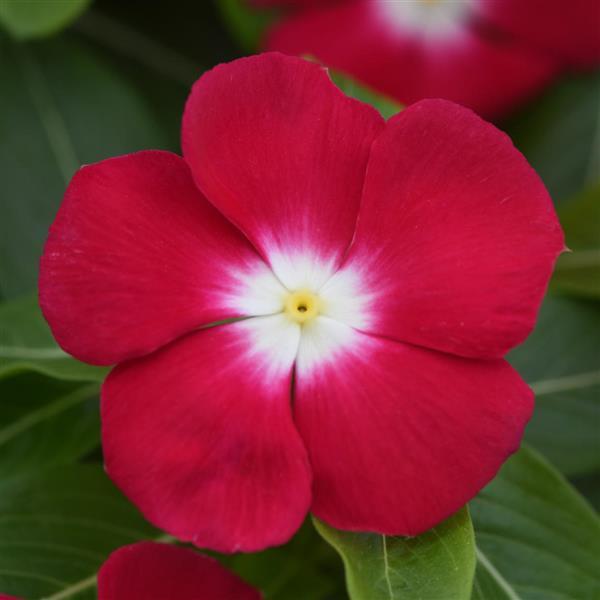Pacifica XP Red Halo Bloom