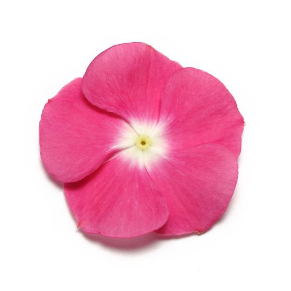 Pacifica XP Magenta Halo Bloom