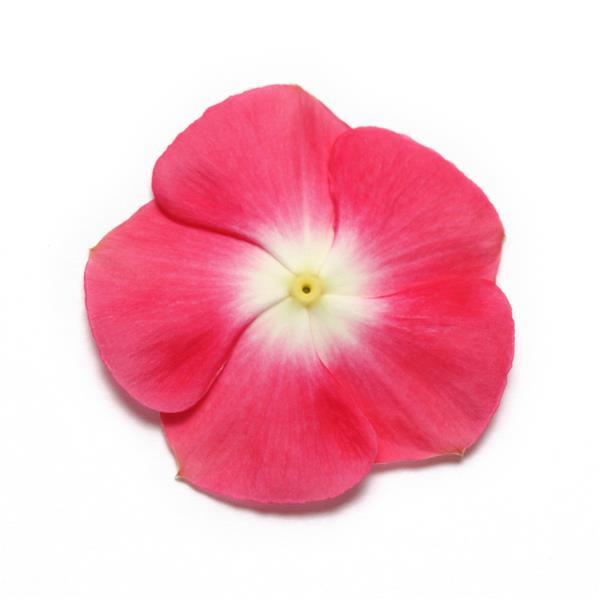 Pacifica XP Cherry Red Halo Bloom