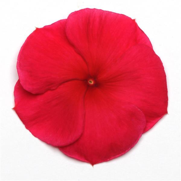 Pacifica XP Dark Red Bloom