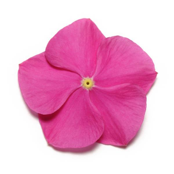 Pacifica XP Deep Orchid Bloom
