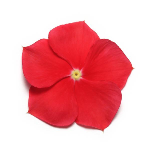 Pacifica XP Really Red Bloom