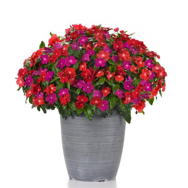 Pacifica XP Bold Mixture Container