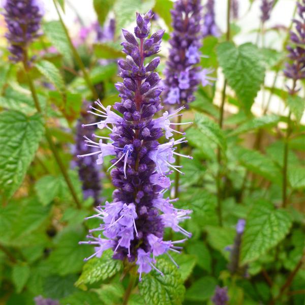 Agastache Little Adder Bloom