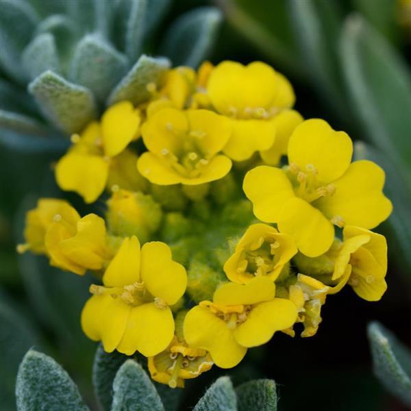 Alyssum Golden Spring Bloom
