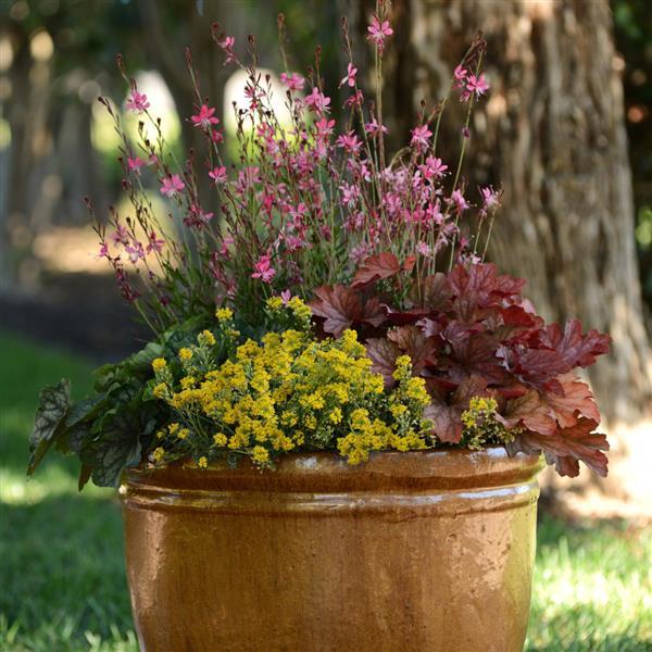 Alyssum Golden Spring Container