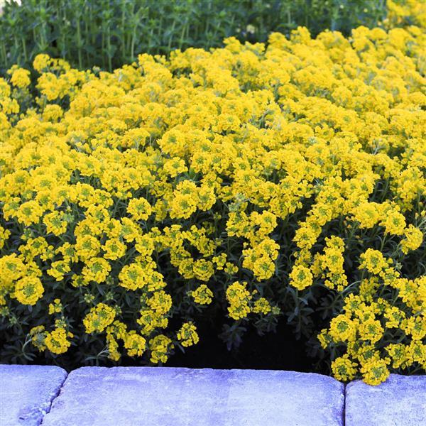 Alyssum Golden Spring Landscape