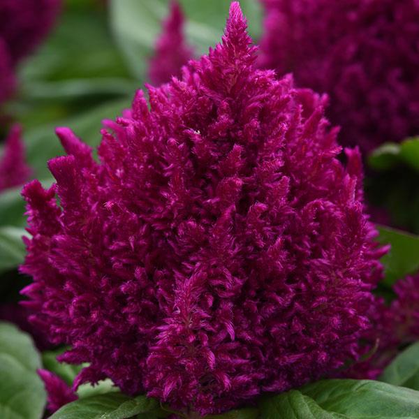 First Flame™ Purple Bloom