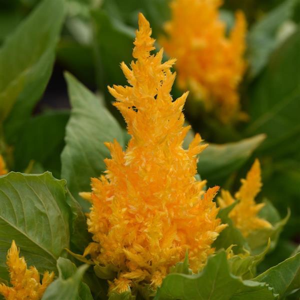 First Flame™ Yellow Bloom