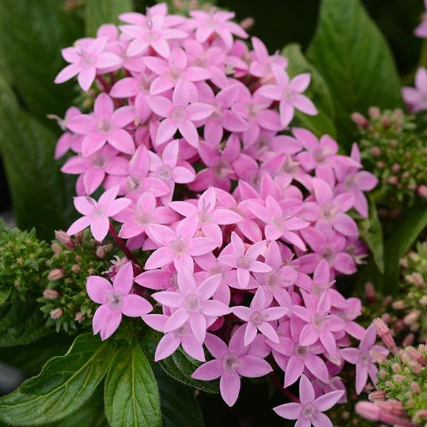 Lucky Star<sup>®</sup> Lavender Bloom