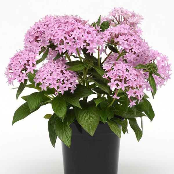 Lucky Star<sup>®</sup> Lavender Container