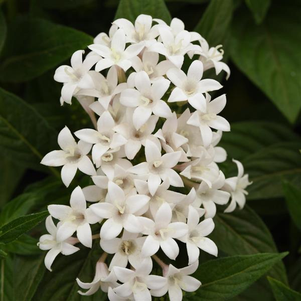Lucky Star<sup>®</sup> White Bloom