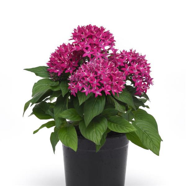 Lucky Star<sup>®</sup> Violet Improved Container