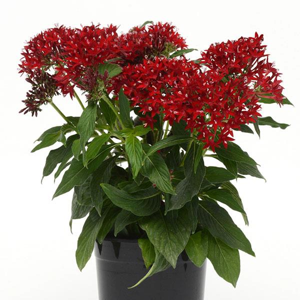 Lucky Star<sup>®</sup> Dark Red Container