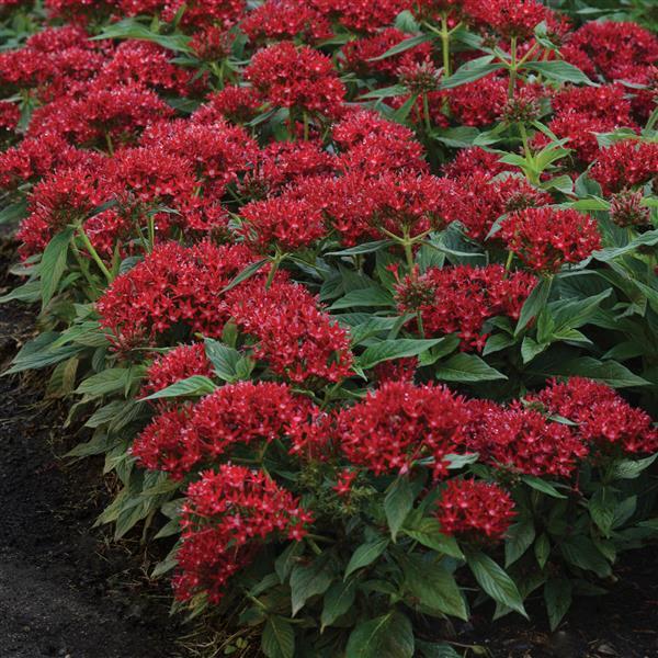 Lucky Star<sup>®</sup> Dark Red Landscape
