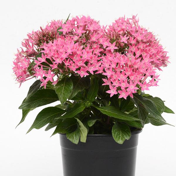 Lucky Star<sup>®</sup> Deep Pink Container