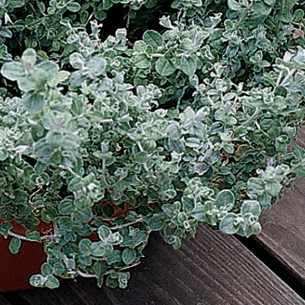 Helichrysum Silver Mist Bloom