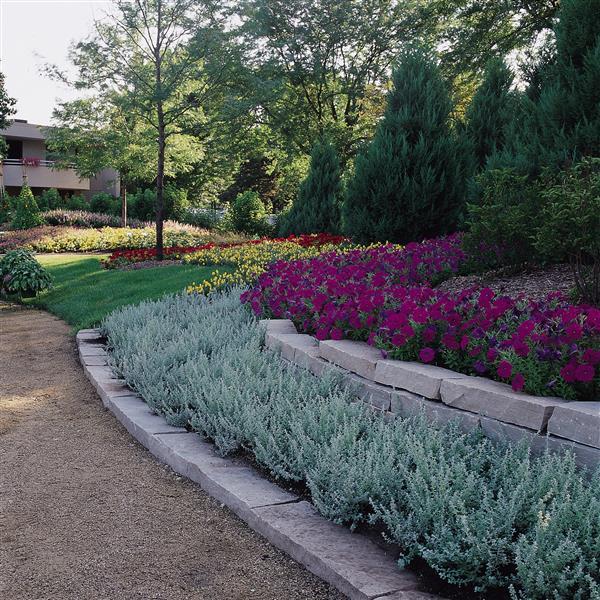 Helichrysum Silver Mist Landscape