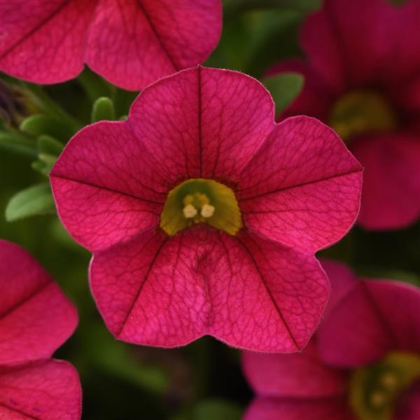 Conga™ Cherry Bloom