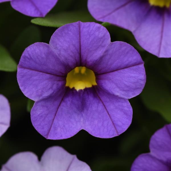 Conga™ Lavender Bloom
