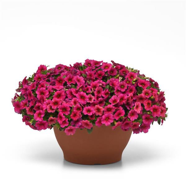 Conga™ Rose Container