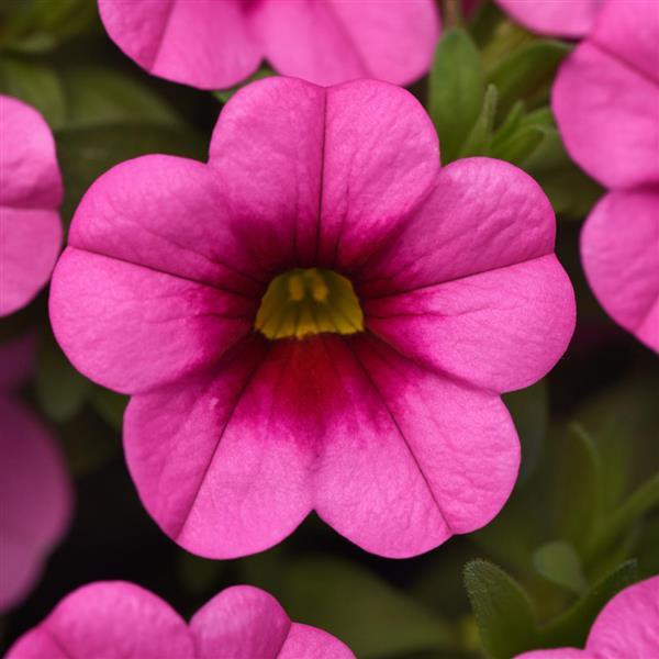 Conga™ Pink Kiss Bloom