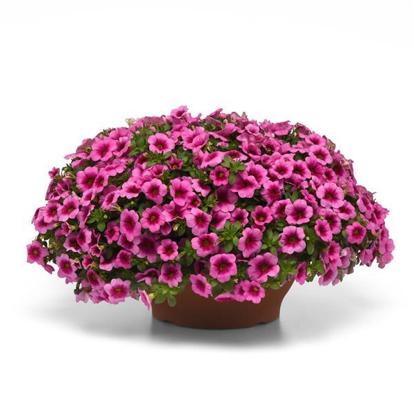 Conga™ Pink Kiss Container