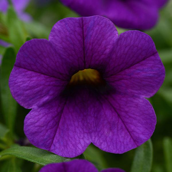 Conga™ Dark Blue Bloom