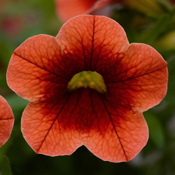 Conga™ Orange Kiss Bloom