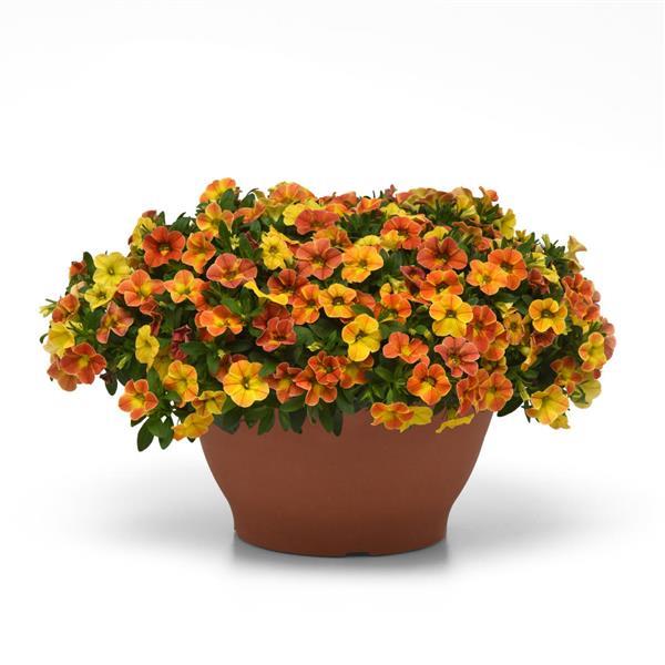 Conga™ Diva Orange Container