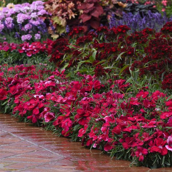 Coronet™ Cherry Red Landscape