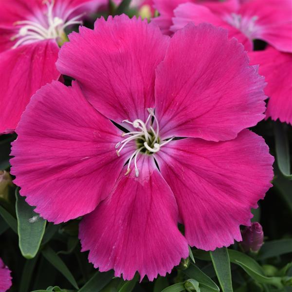 Coronet™ Rose Bloom
