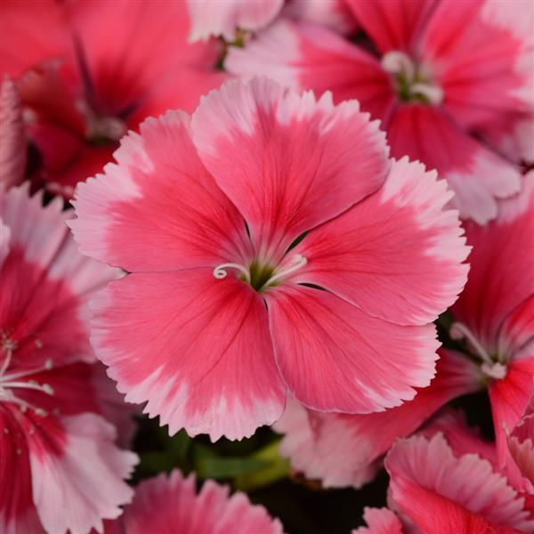 Coronet™ Strawberry Bloom