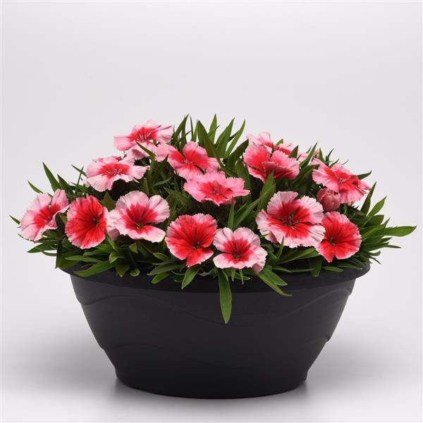 Coronet™ Strawberry Container