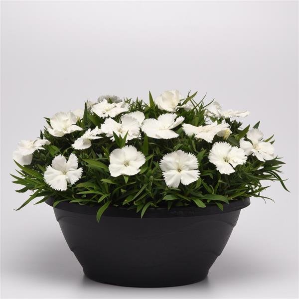 Coronet™ White Container