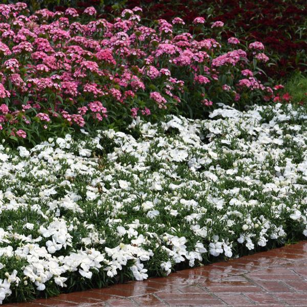 Coronet™ White Landscape