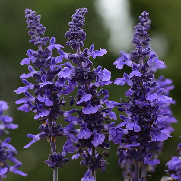 Salvia Mysty Bloom