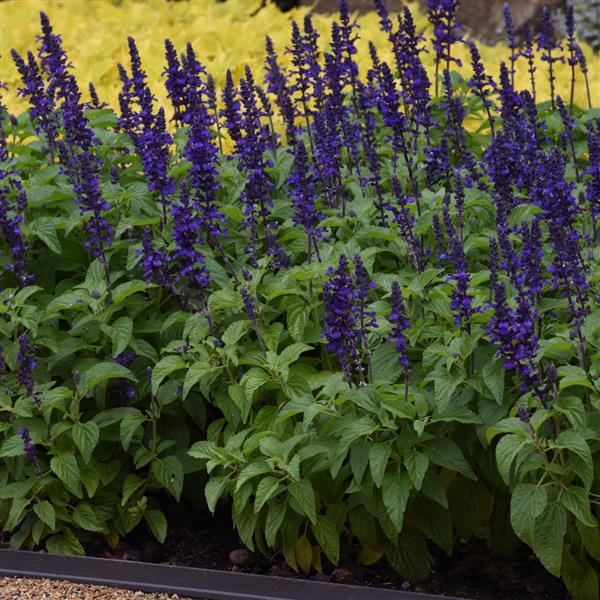 Salvia Mysty Commercial Landscape 1
