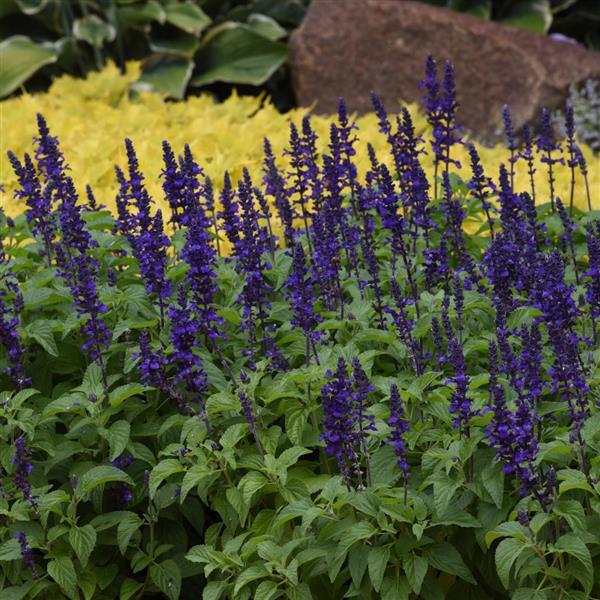 Salvia Mysty Commercial Landscape 3