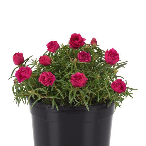 Happy Hour™ Fuchsia Container