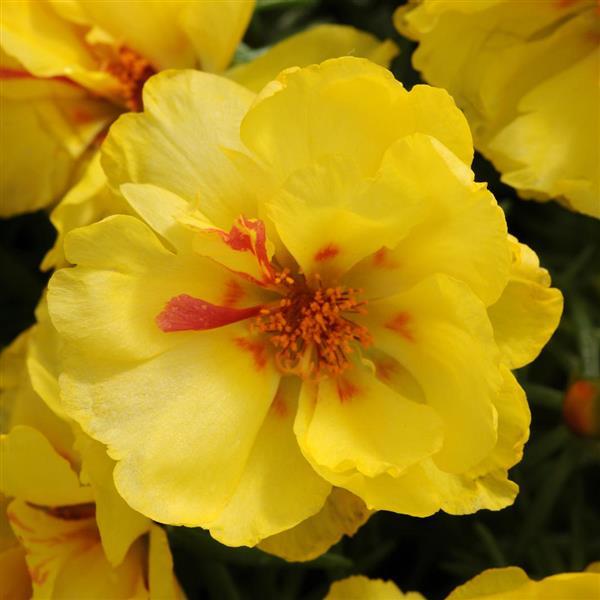 Happy Hour™ Lemon Bloom